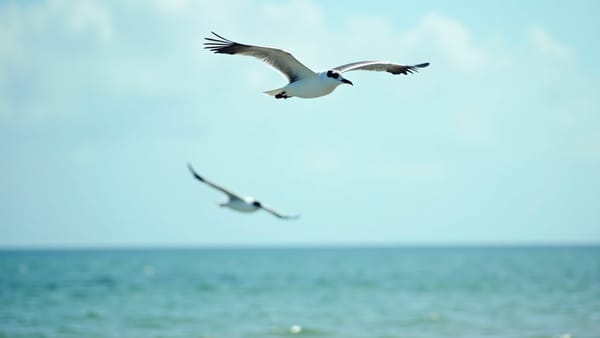 Marshall Islands Seabirds Return After Swift Ecosystem Recovery