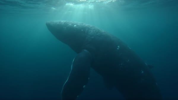 Scientists Capture First Video of Sperm Whale Birth Reveals Extraordinary Community Care