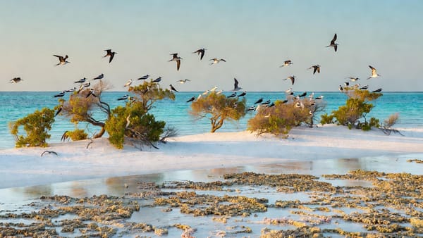 The Islands Without Rats
